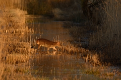 David Plant Photography - Wildlife Photography - Muntjac - A